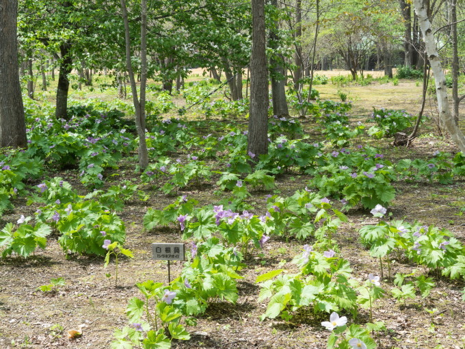 「六花の森」の”オオバナノエンレイソウ”はやっぱり見事!_f0276498_23014321.jpg