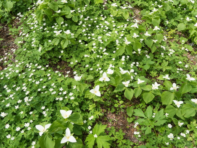 「六花の森」の”オオバナノエンレイソウ”はやっぱり見事!_f0276498_23041113.jpg