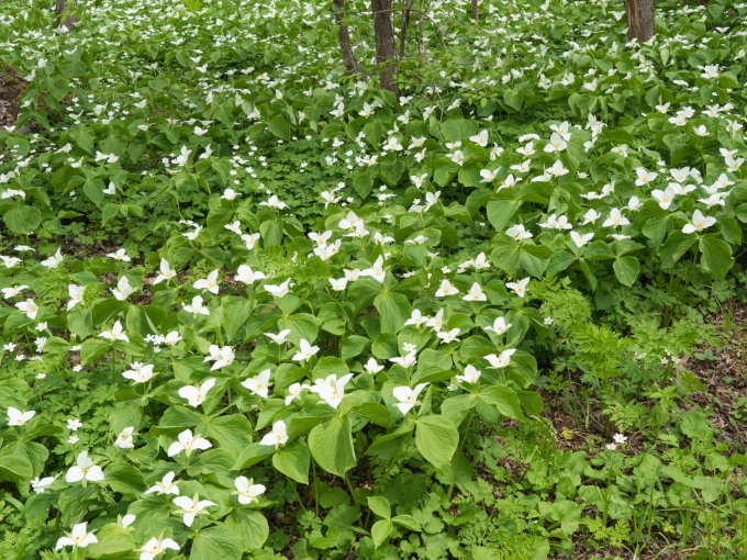 「六花の森」の”オオバナノエンレイソウ”はやっぱり見事!_f0276498_23104276.jpg