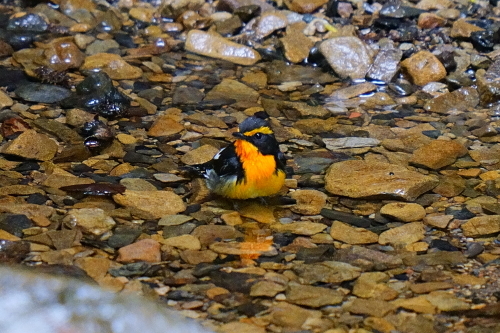 サンコウチョウの水浴びを狙うも・・・_d0382609_16182421.jpg