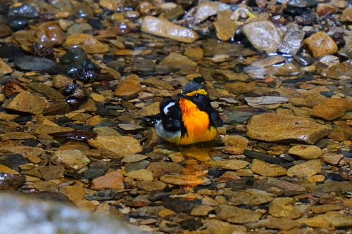 サンコウチョウの水浴びを狙うも・・・_d0382609_16190383.jpg