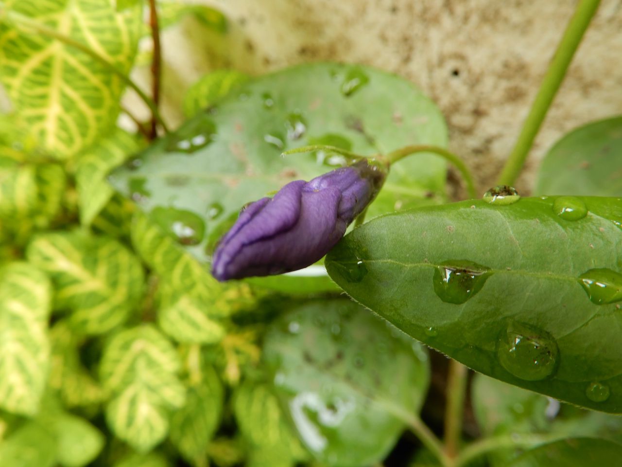 雨あがるも晴れ上がるところまではいかず_c0025115_22131113.jpg