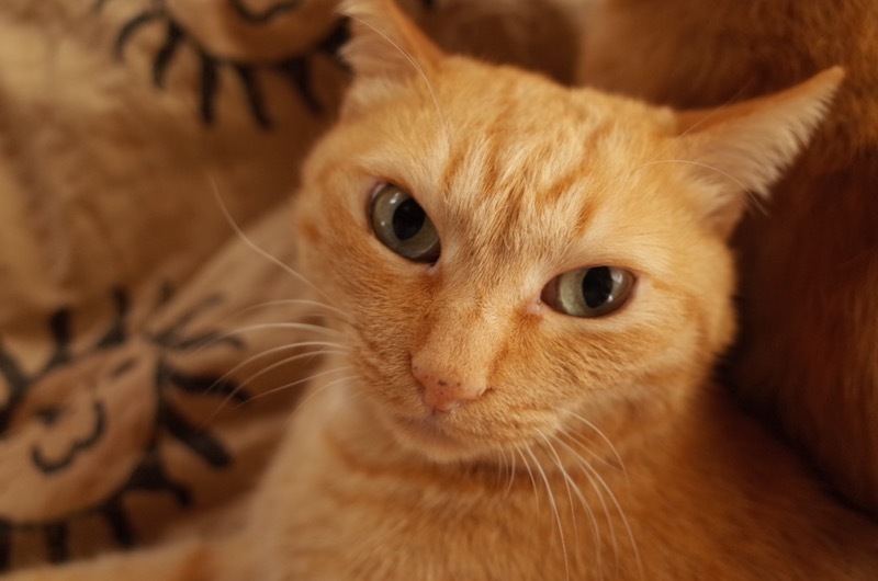 どっちの猫が障子を破ったのかしら」 : もるとゆらじお