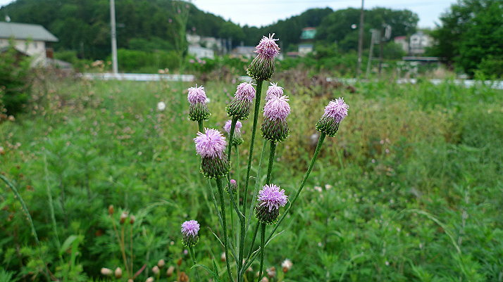 我家前の植生遷移_d0394637_17525943.jpg