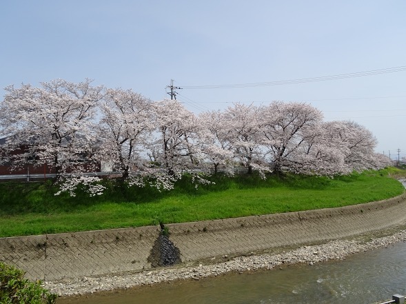 竜田川沿いの桜_b0299042_20183771.jpg