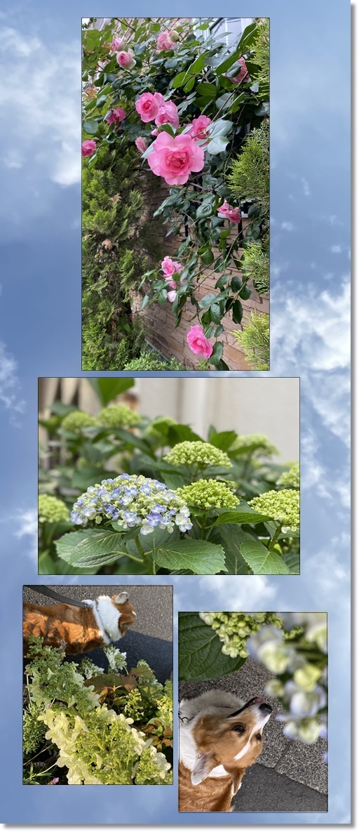 紫陽花の季節_c0128342_09501569.jpg