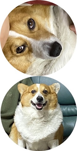 紫陽花の季節_c0128342_09555875.jpg
