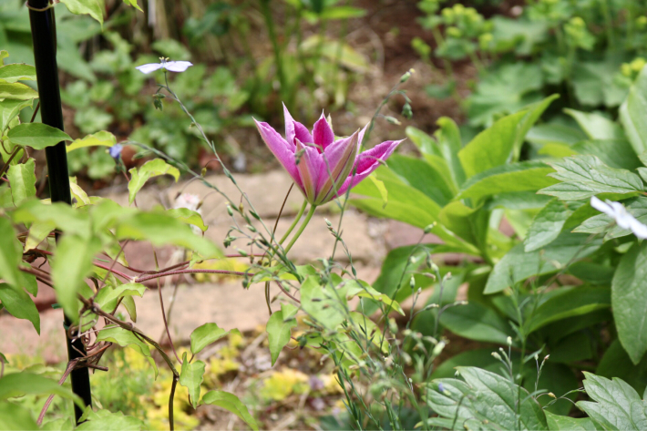 ドクターラッペルと庭の配置 My Small Garden Sugar Plum