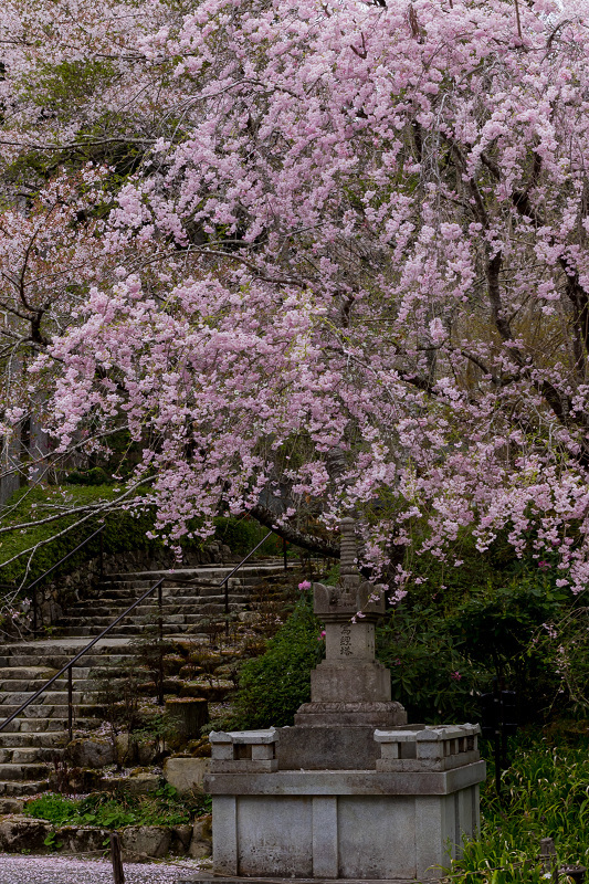 2021桜咲く京都 石楠花と桜咲く三千院（後編） : 花景色－K.W.C.