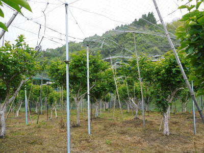 太秋柿 古川果樹園 元気な花咲く様子を現地取材! (2021) 今年は例年より早く咲きました!_a0254656_16242048.jpg