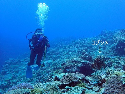 5月17日 どこへ行った rainy season_d0113459_18310212.jpg