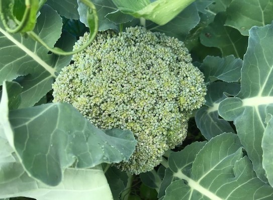 5・23逗子中庭カフェに向け六国見山産野菜収穫_c0014967_06393320.jpg