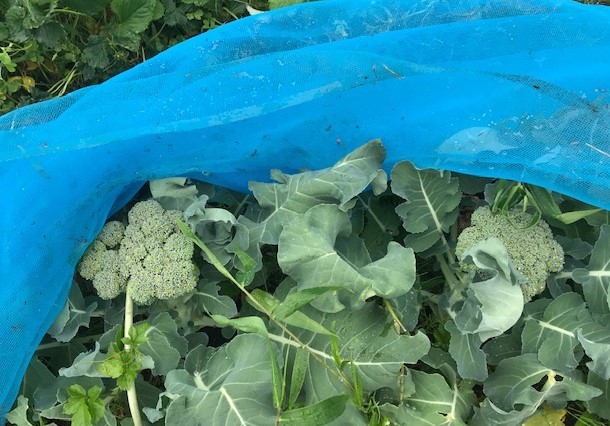 5・23逗子中庭カフェに向け六国見山産野菜収穫_c0014967_06395885.jpg