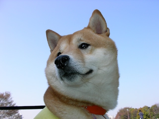 柴犬ぱんこと軽井沢生活 柴犬ぱんこと軽井沢生活
