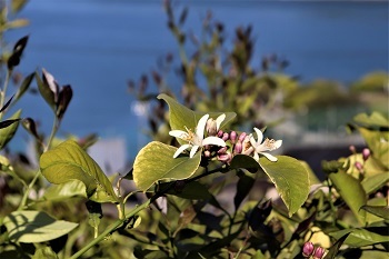 レモンの花が咲いた_e0175370_10371091.jpg