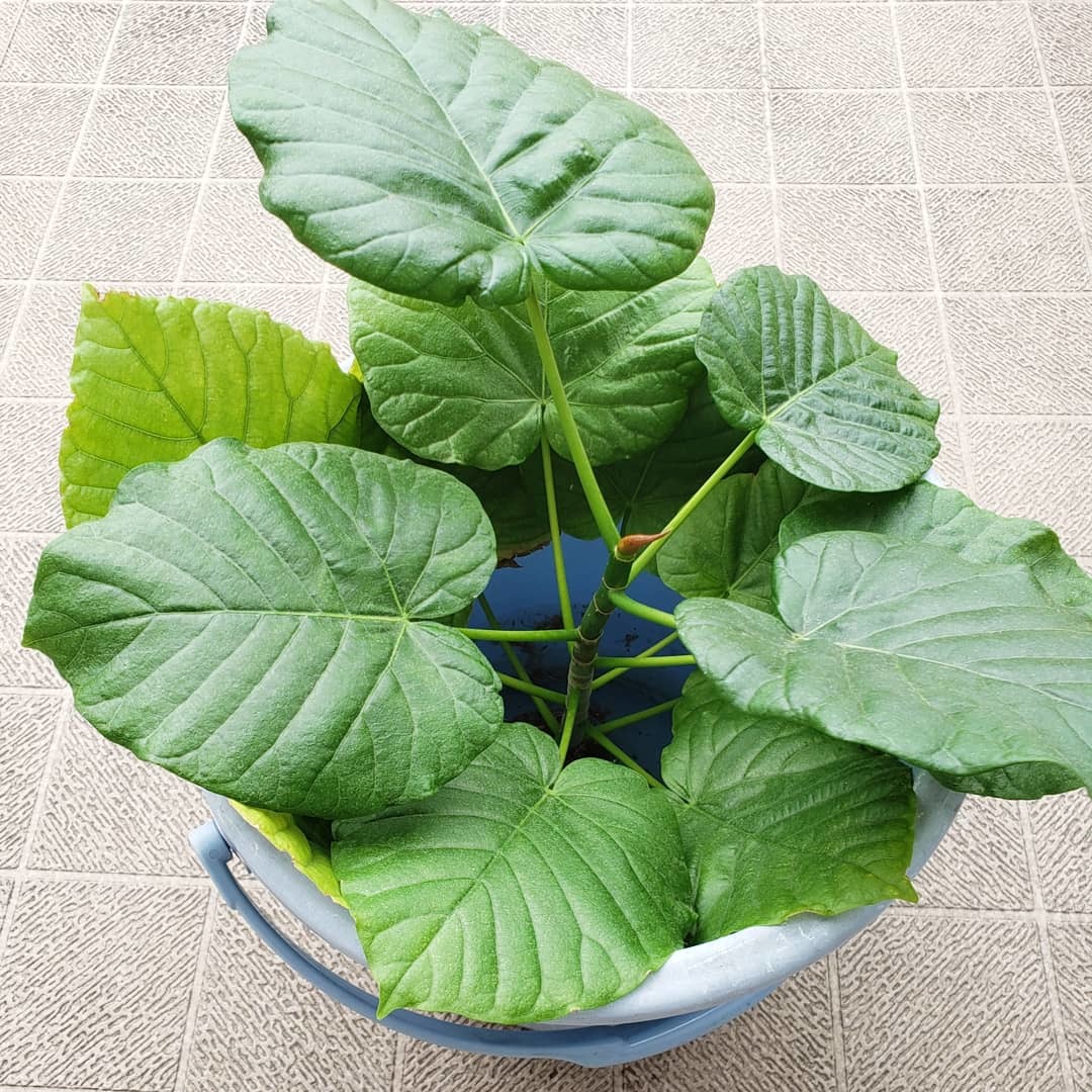 ウンベラータの取り木 たびびとの陶芸日記 ウンベラータの取り木 たびびとの陶芸日記