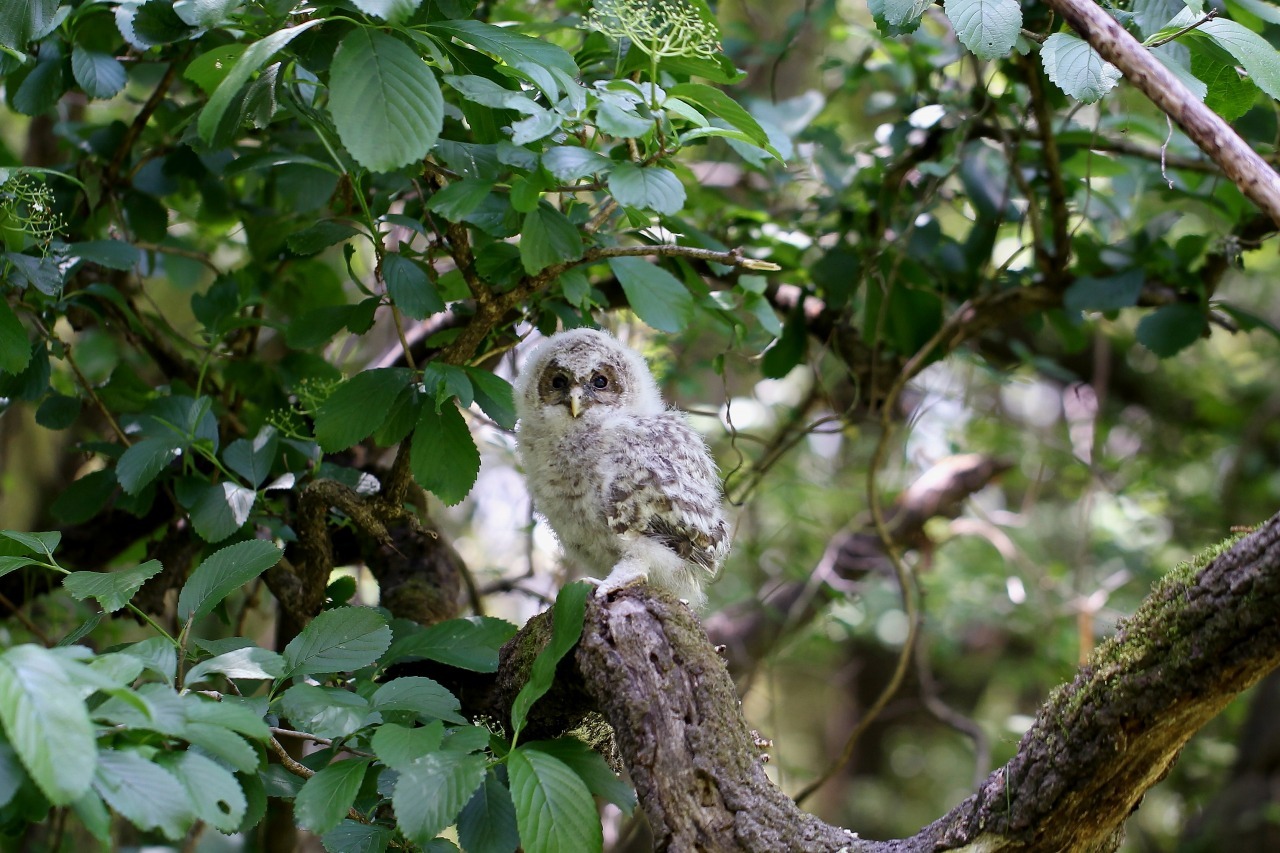 可愛いフクロウ幼鳥ー２ ｔ ｈの野鳥写真