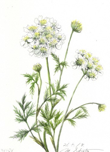 ノラニンジン 絵日記