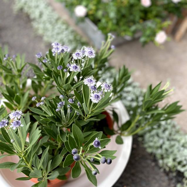 グロブラリア 野草が好き 花あそび Cono Co Co