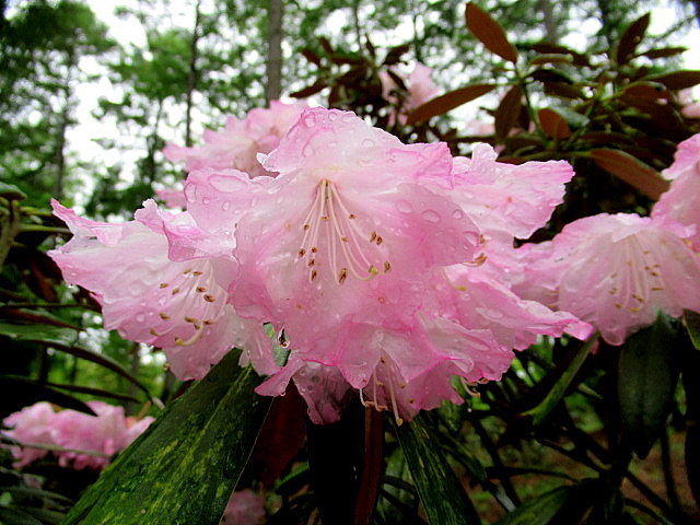浅間しゃくなげ公園 雨に濡れるツツジとシャクナゲ 浅間サンライン沿いの芝桜 ぴきょログ 軽井沢でぐーたら生活 浅間しゃくなげ公園 雨に濡れるツツジとシャクナゲ 浅間サンライン沿いの芝桜 ぴきょログ 軽井沢でぐーたら生活