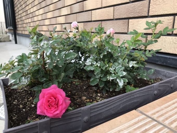 タイ・コラート工場からの便り_b0100062_11160772.jpeg