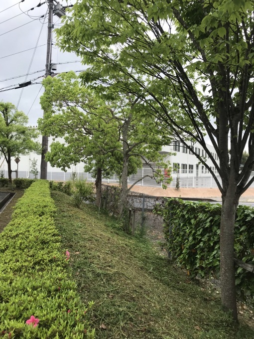 タイ・コラート工場からの便り_b0100062_11164799.jpeg