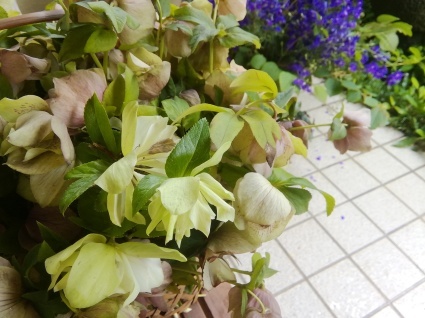 花じまい…_b0368362_04080159.jpg