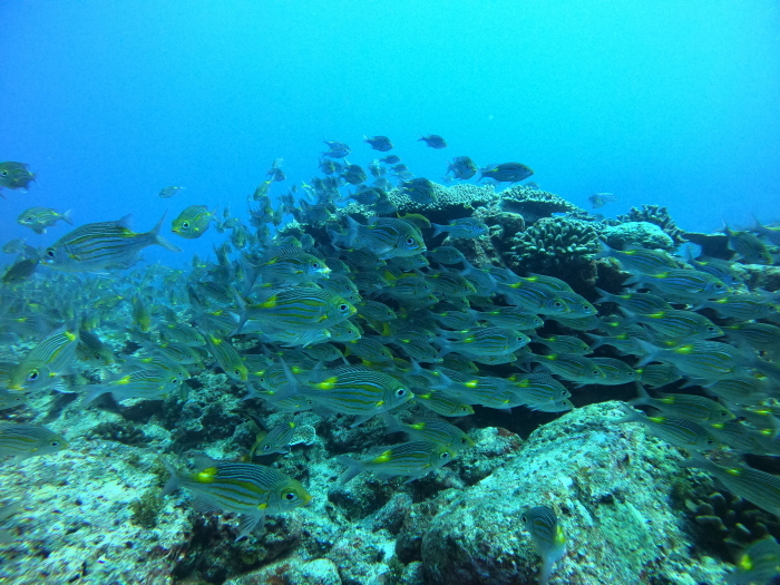 210518  根魚の群れ　　　満蔵穴の地形を堪能(^^)/_a0335173_18355561.jpg