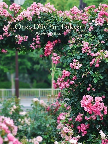 薔薇のアーチ: One Day in Tokyo_f0245680_15351881.jpg