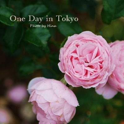 薔薇のアーチ: One Day in Tokyo_f0245680_15354537.jpg