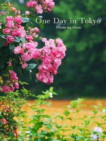 薔薇のアーチ: One Day in Tokyo_f0245680_15361425.jpg