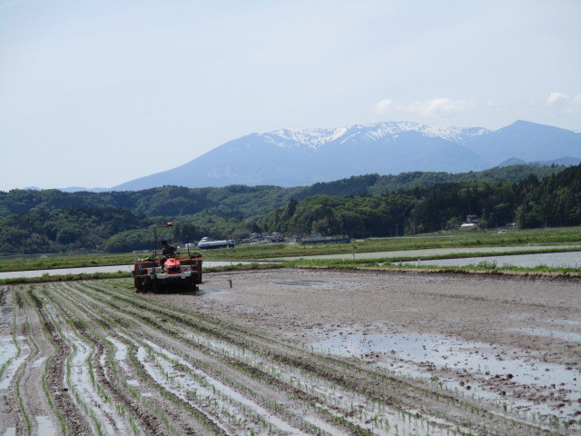 田植えについて(目黒・角田絆交流事業)_d0247484_11474656.jpg