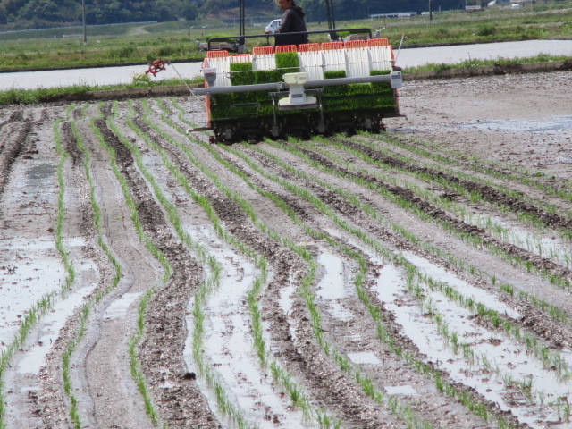 田植えについて(目黒・角田絆交流事業)_d0247484_11474672.jpg
