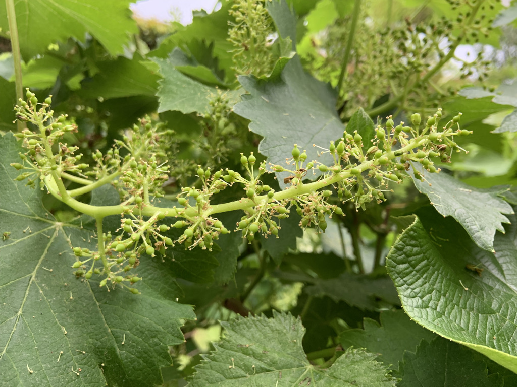 ベランダから見える植栽いろいろ_b0349795_12465898.jpeg
