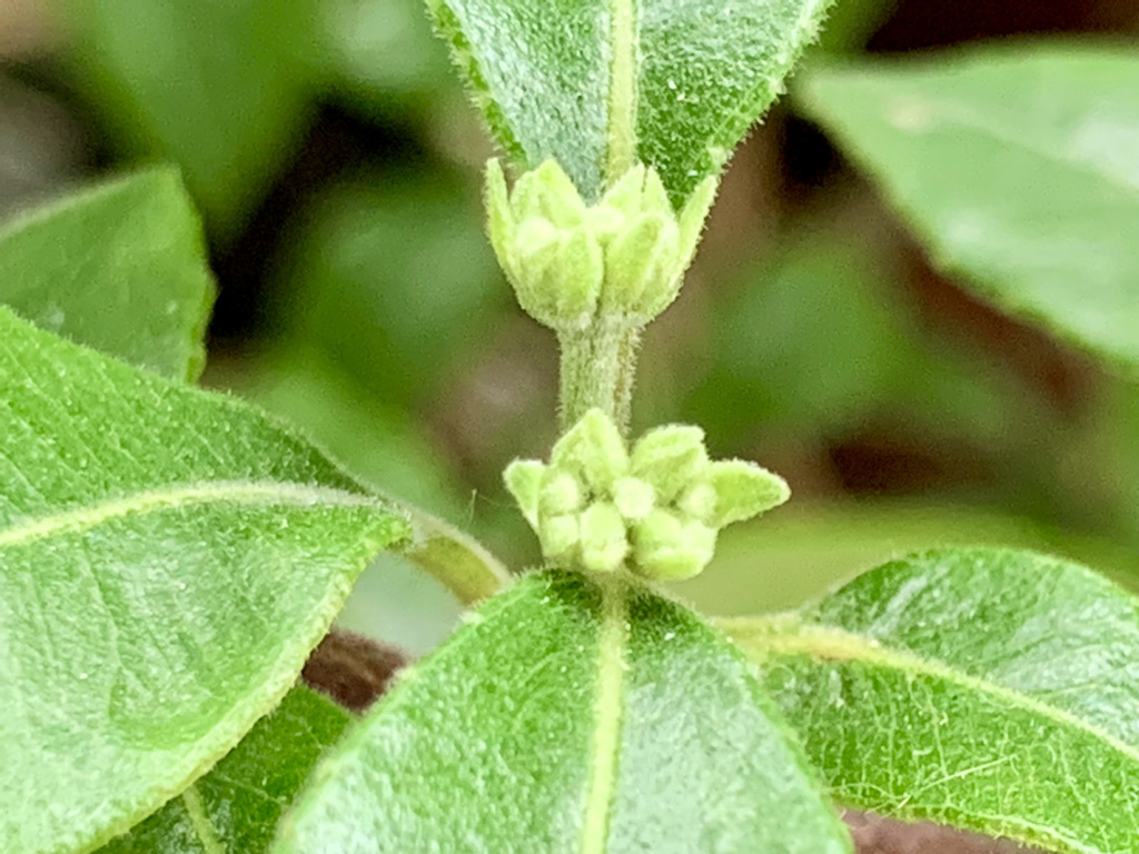 ベランダから見える植栽いろいろ_b0349795_12475084.jpeg