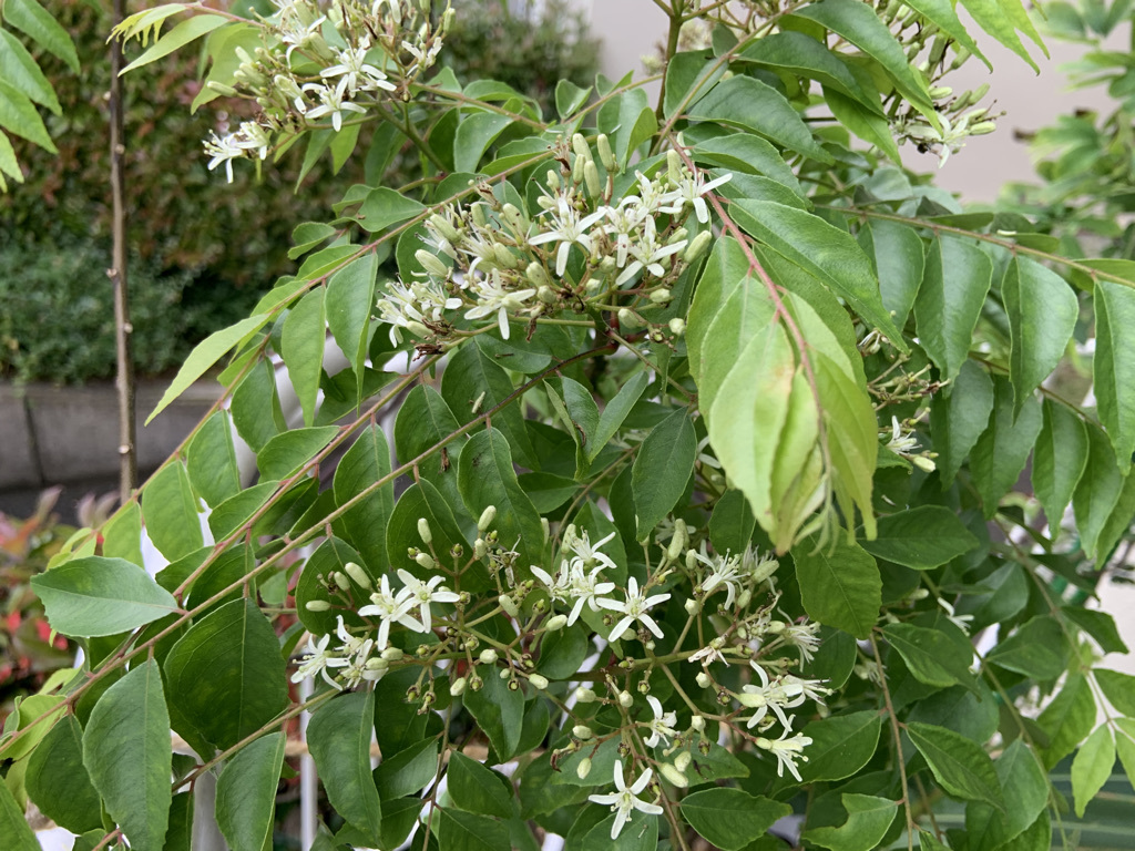ベランダから見える植栽いろいろ_b0349795_12475939.jpeg