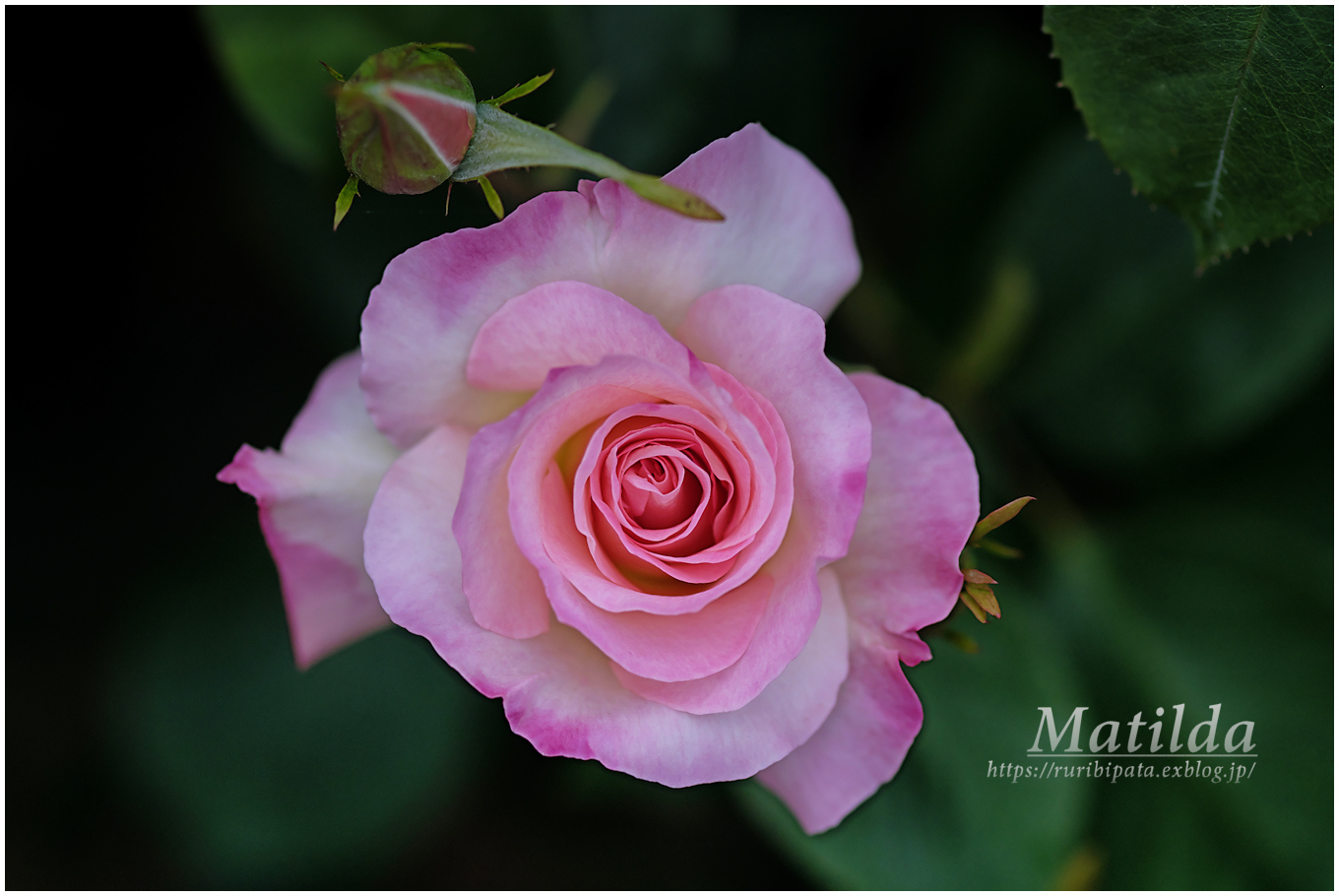 Spring Roses #021 @ZUIKO AUTO-MACRO 90mm F2_f0302613_10163897.jpg