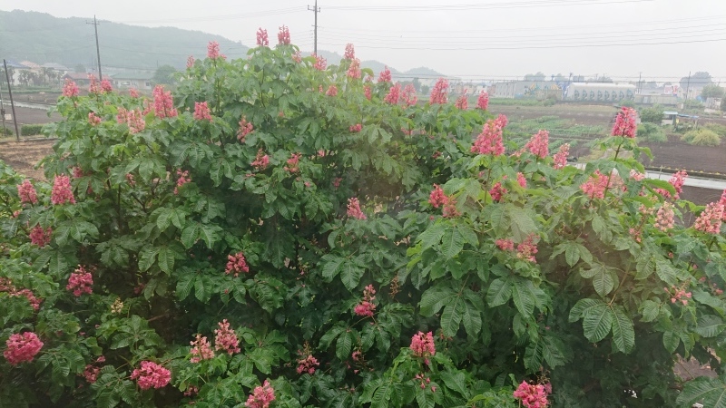 藤色のバラ ラピスラズリ My English Roses