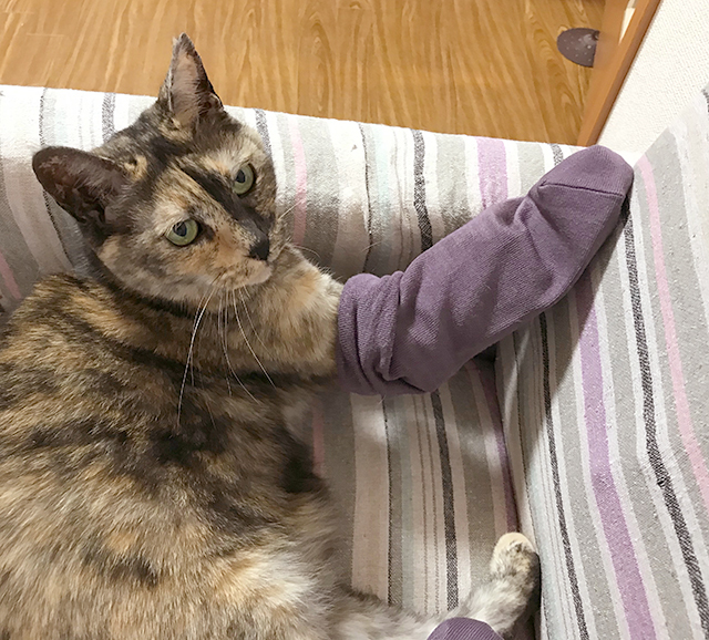 賃貸ネコ暮らし 賃貸住宅でネコを室内飼いする工夫 賃貸ネコ暮らし 賃貸住宅でネコを室内飼いする工夫