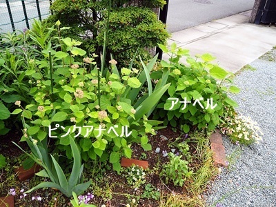 スモークツリーとアナベル_f0129726_20041079.jpg