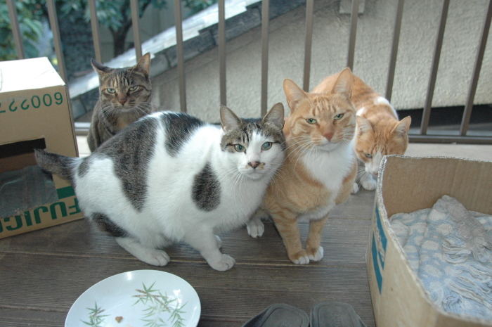 ラッキーさん家族　写真発見_f0050534_07411527.jpg