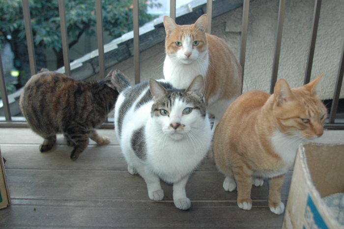 ラッキーさん家族　写真発見_f0050534_07411829.jpg