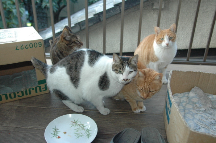 ラッキーさん家族　写真発見_f0050534_07412020.jpg
