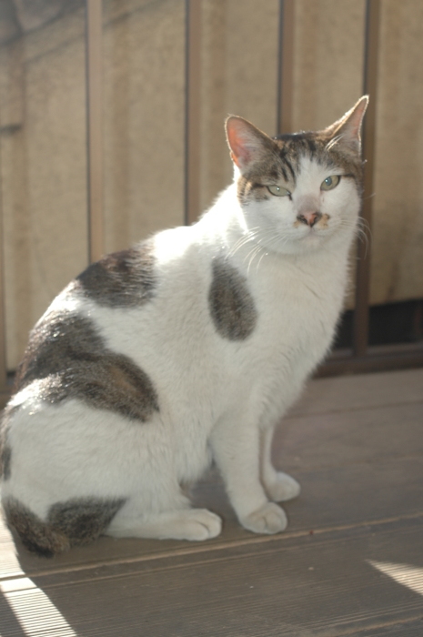 ラッキーさん家族　写真発見_f0050534_07412498.jpg