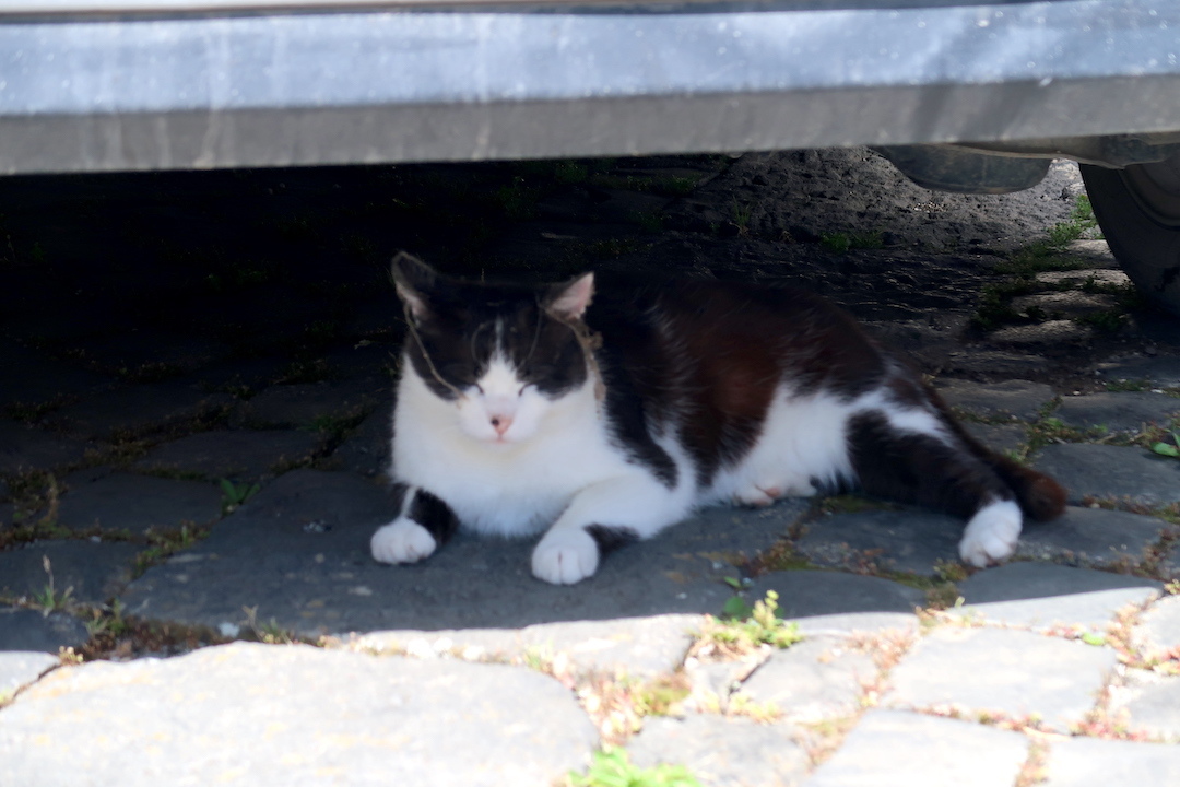 花きれい猫いこうオルヴィエート風情ある村_f0234936_06215574.jpg