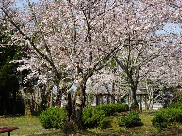 石上神宮の桜と幾坂池の一本桜_b0299042_14493139.jpg