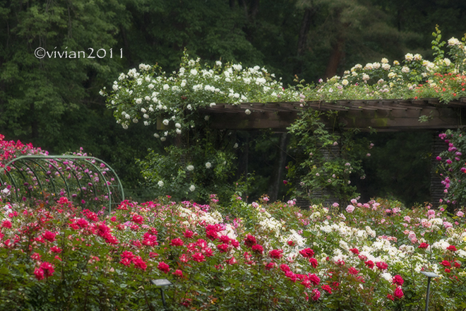 あんしんかんカルチャー５月の撮影会　～真岡井頭公園のバラは満開～_e0227942_21094187.jpg