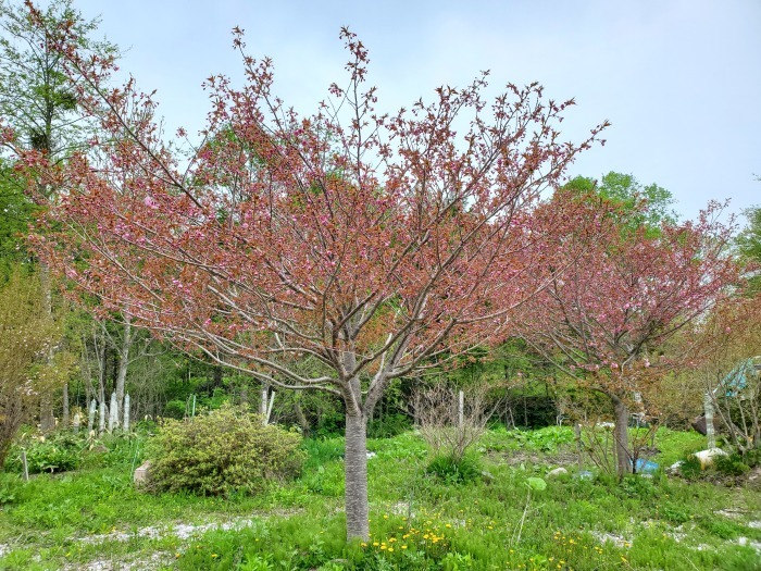 充桜は曇天だろうが美しい。_d0164343_13264505.jpg