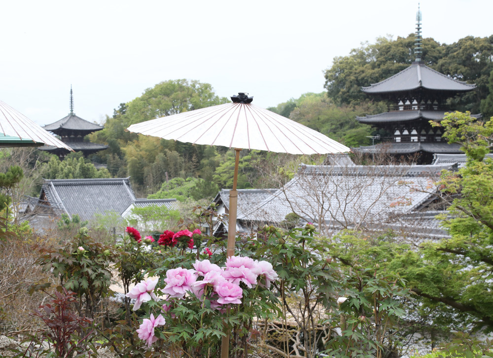 葛城市 当麻寺 奥院 牡丹 1 魅せられて大和路 葛城市 当麻寺 奥院 牡丹 1 魅せられて大和路