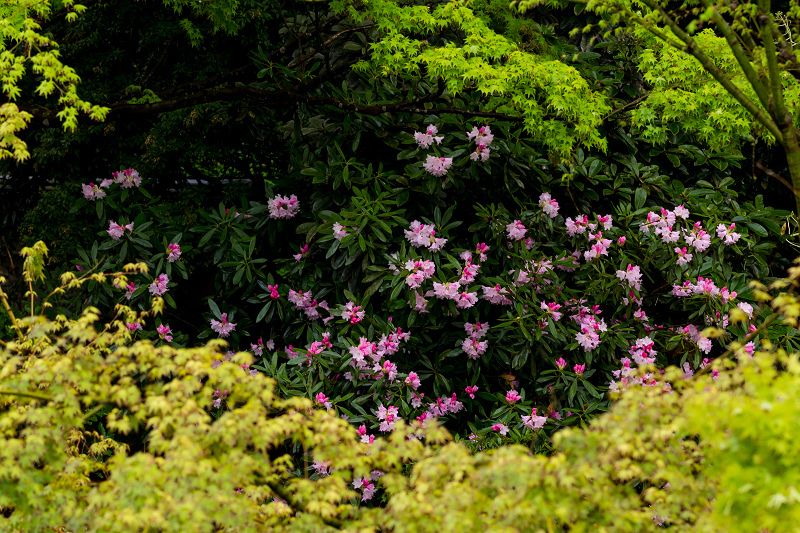 春の花咲く雲龍院_f0155048_21455631.jpg